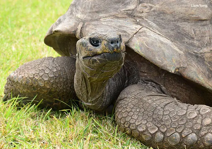 Jonathan the tortoise pictured in February 2019