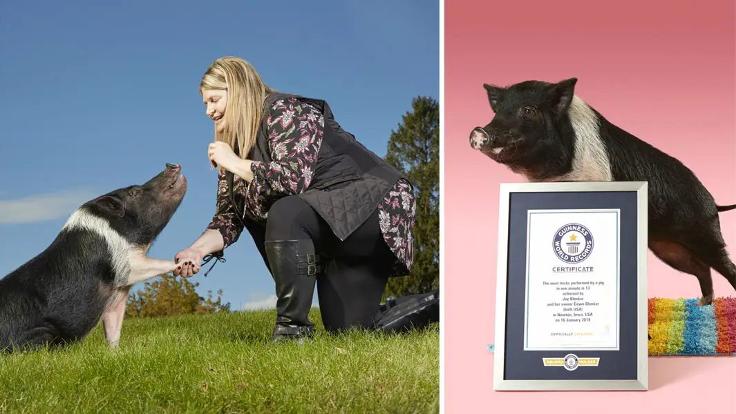 Multi-talented mini-pig hogs the limelight and brings joy to her community  | Guinness World Records