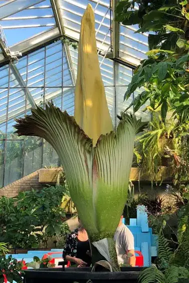 What S That Blooming Stench World S Tallest And Smelliest Flower Wows Visitors At Kew Gardens Guinness World Records