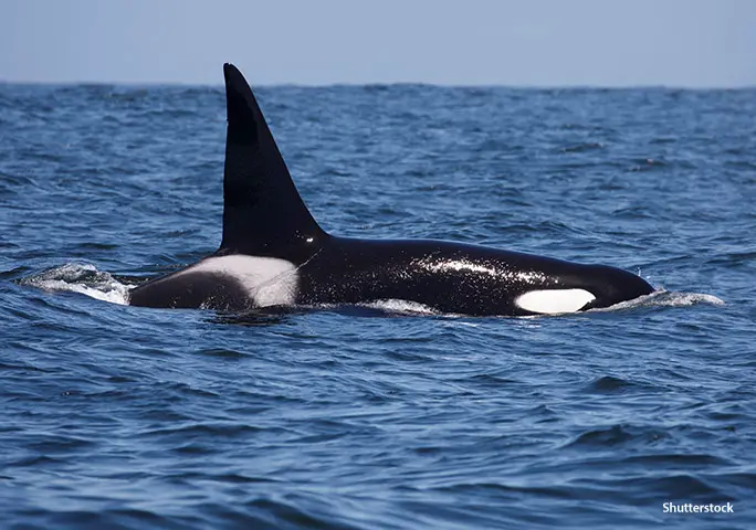 A killer whale's dorsal fin can reach as tall as an adult man