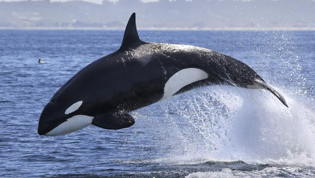 The animal from which great whites flee: 5 killer records held by orcas