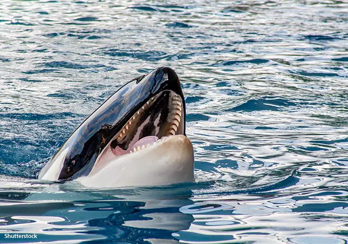 A killer whale shows off its formidable 10-cm-long (4-in) teeth