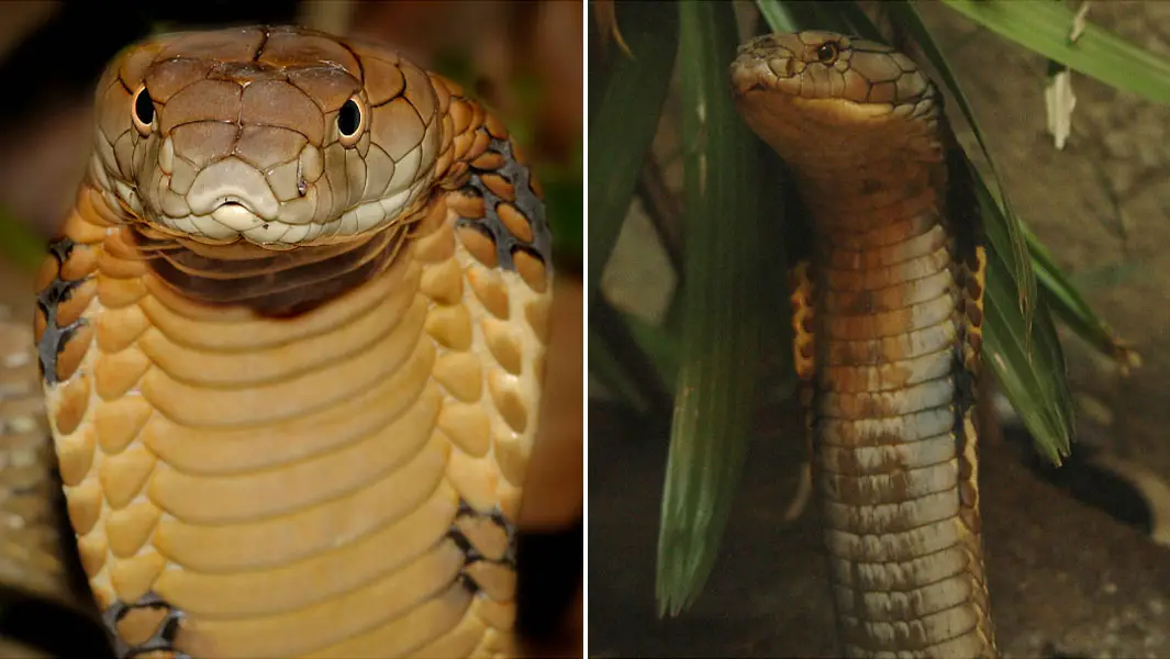 Tragic tale of the longest venomous snake that became a victim of war ...