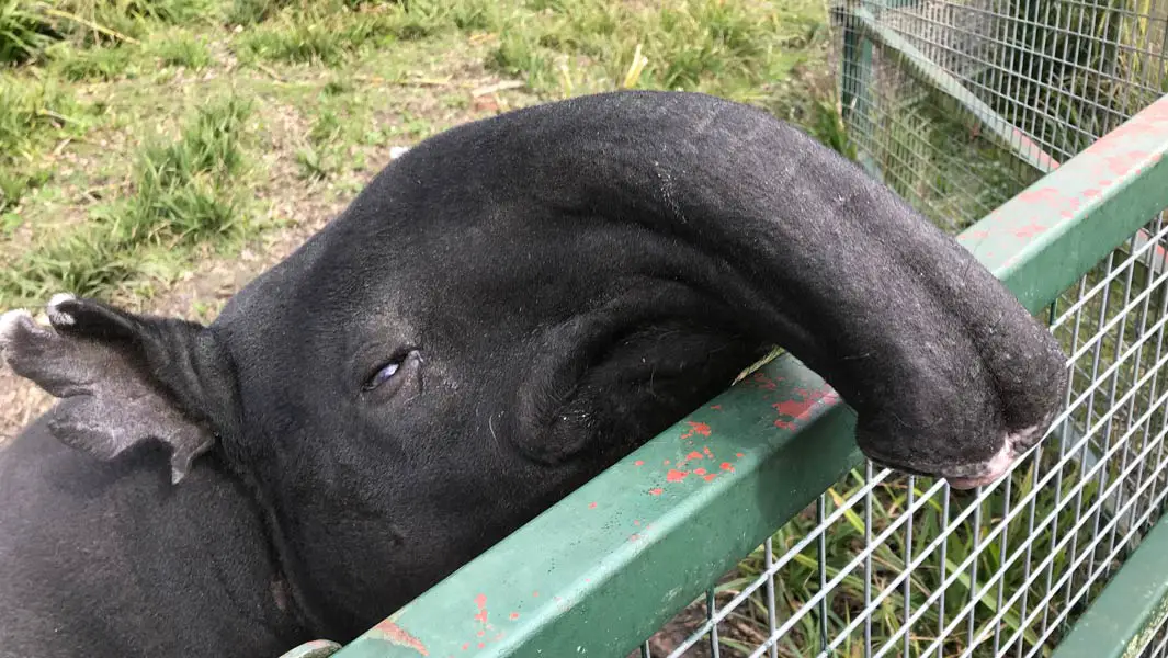 Kingut crowned as world's oldest tapir at the age of 41 – and he's still loving life