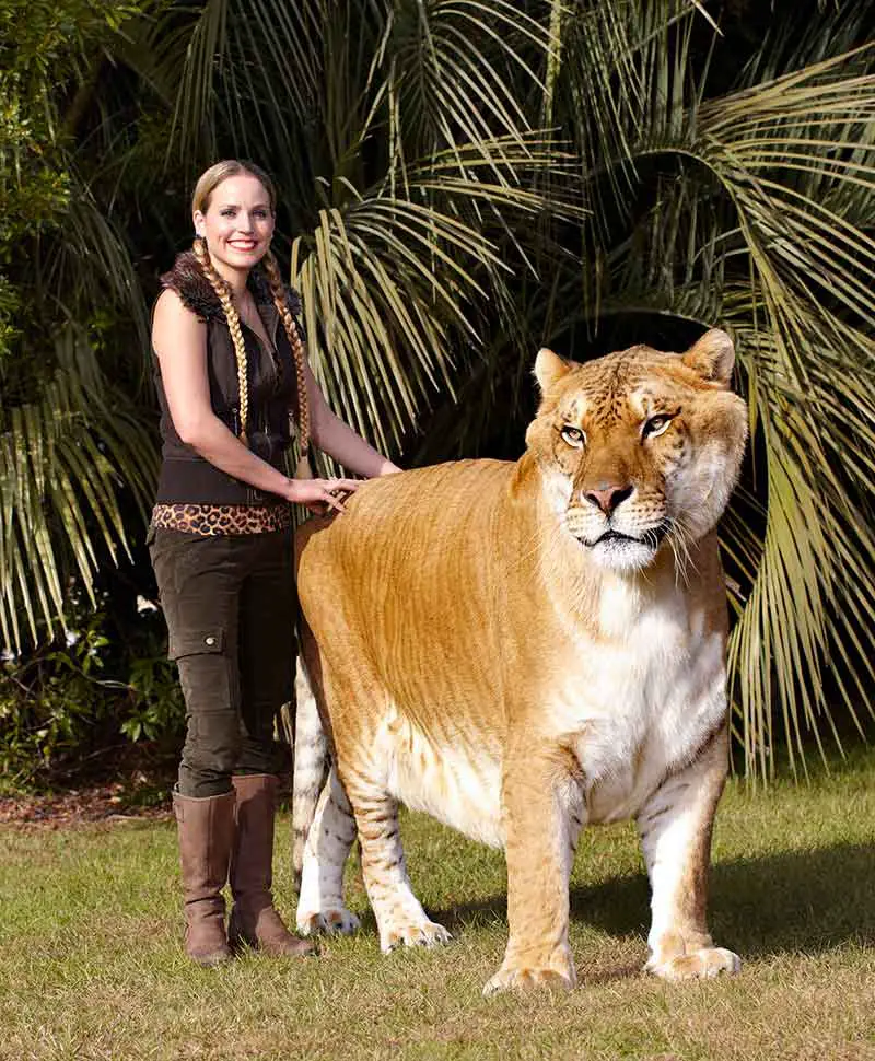 Hercules with Moksha Bybee, an animal trainer at Myrtle Beach Safari