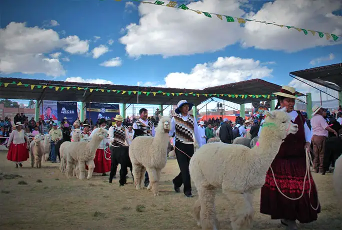 More than 1,000 alpacas through Peruvian city to set new record | Guinness World Records