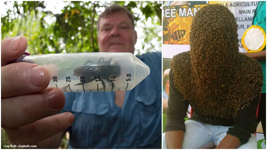 Record Breaking Bees From A Monster Species To A Head Fully Covered In Them Guinness World Records