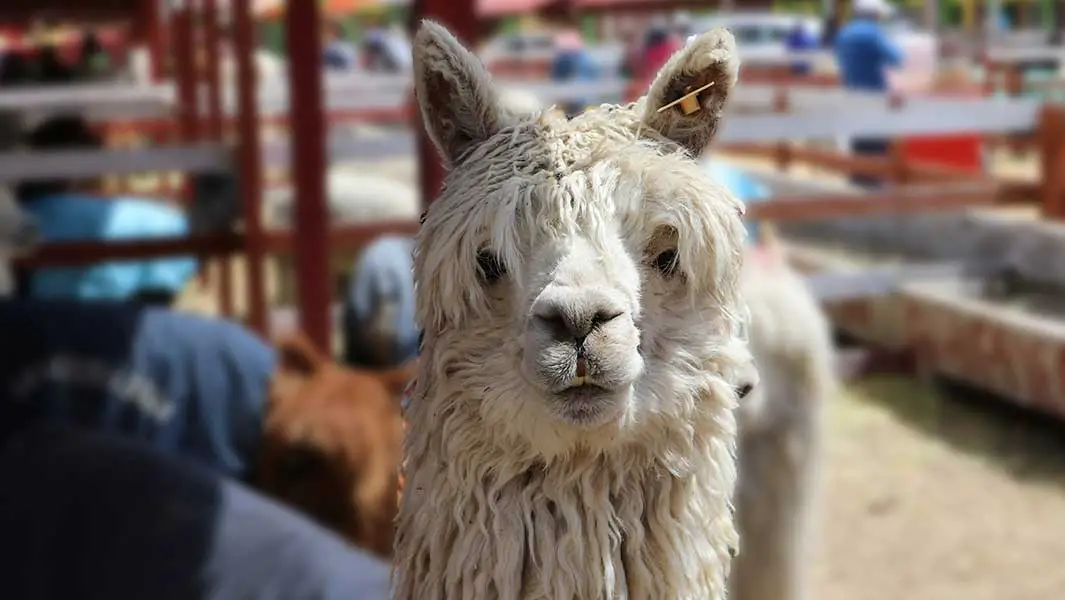 In pictures: Army of alpacas set a new record in Peru
