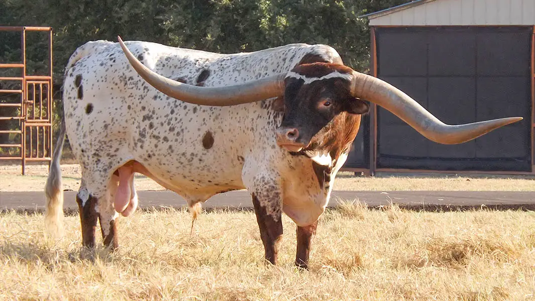 Texas bull breaks record for having world's longest horn spread 