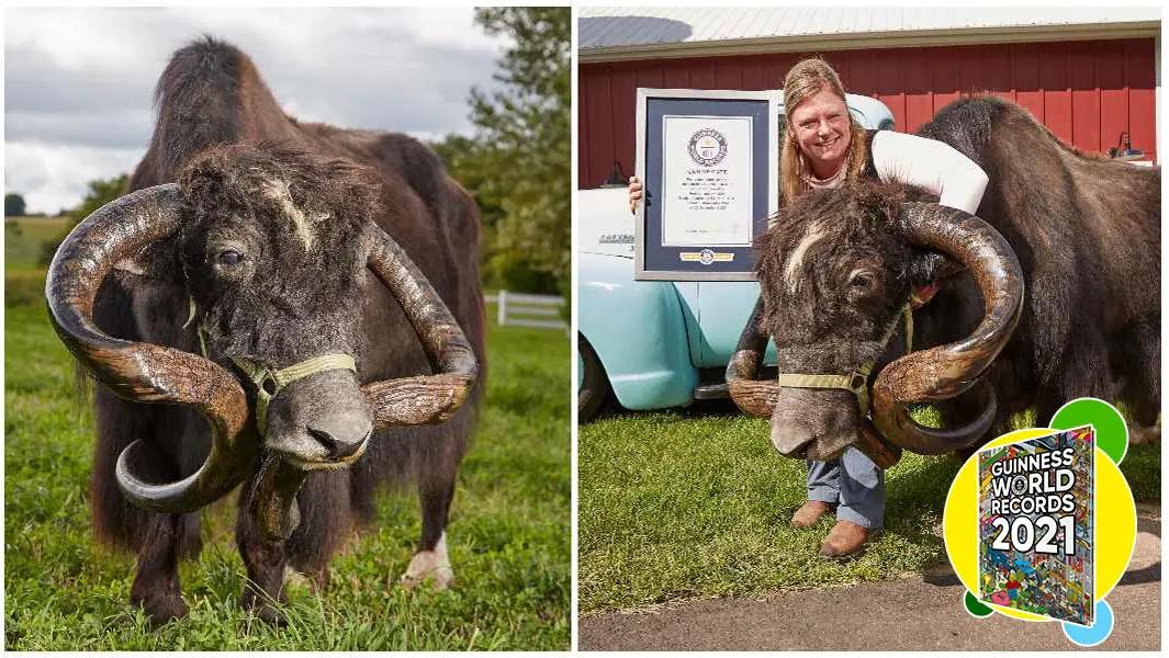 Yak with the longest horns pokes his way into Guinness World Records 2021 |  Guinness World Records