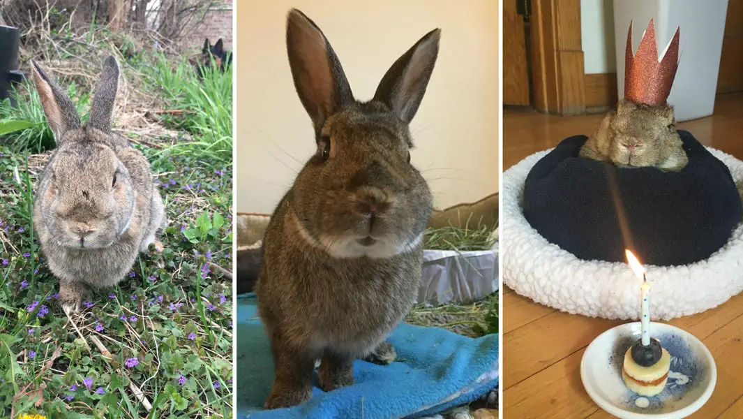 Meet Mick The World S Oldest Rabbit Who Is 16 Years Old Guinness World Records