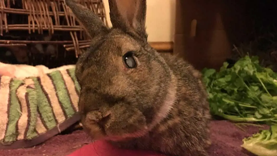 Meet Mick, the world’s oldest rabbit who is 16 years old