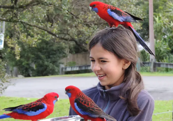 Getting up close with some of Australia's colourful avifauna