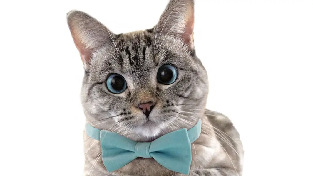 Tips on growing your social media from Nala Cat, Instagram’s most popular feline 
