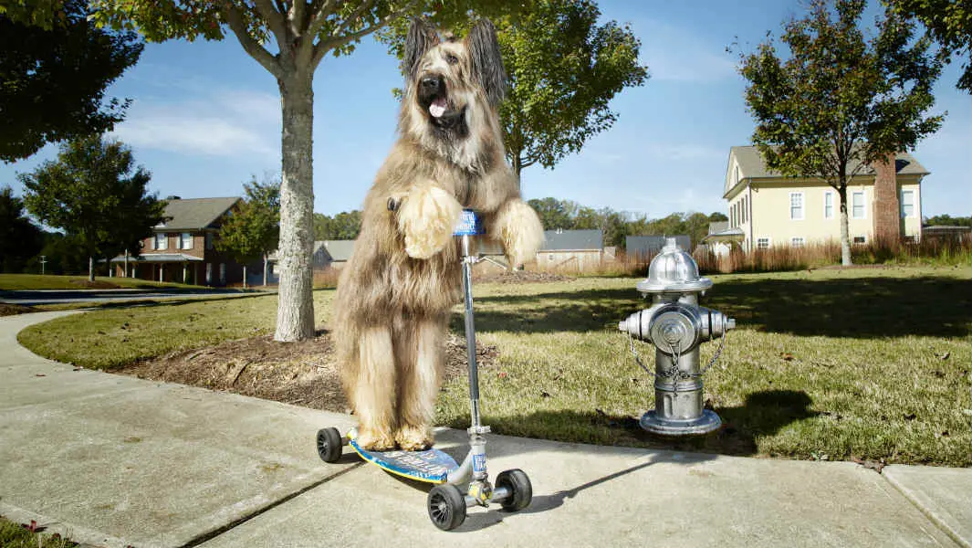 Norman the Scooter Dog: The record-breaking Briard that's battling lymphoma