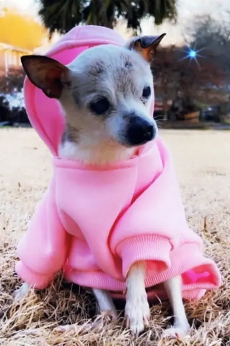 pebbles-sitting-outside-in-a-pink-sweater.jpg