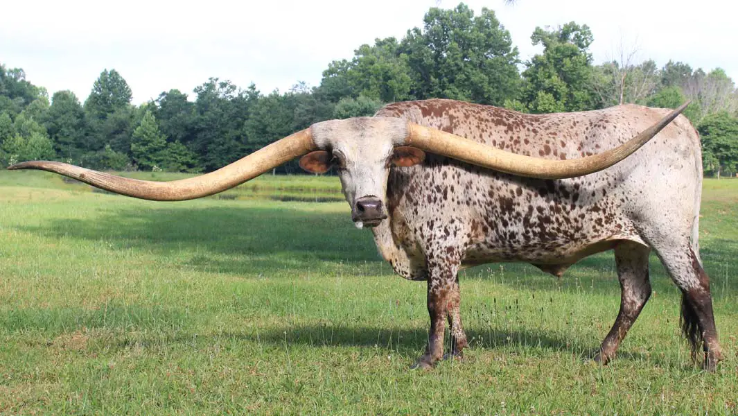 Horns of plenty: steer from Alabama has horn span wider than the Statue of Liberty’s face!