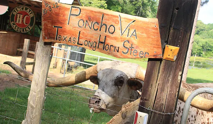 Poncho is already a local celebrity in his community