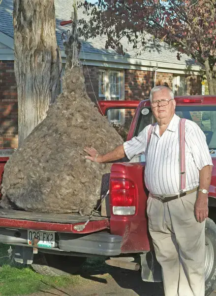 previous record for largest ball of human hair