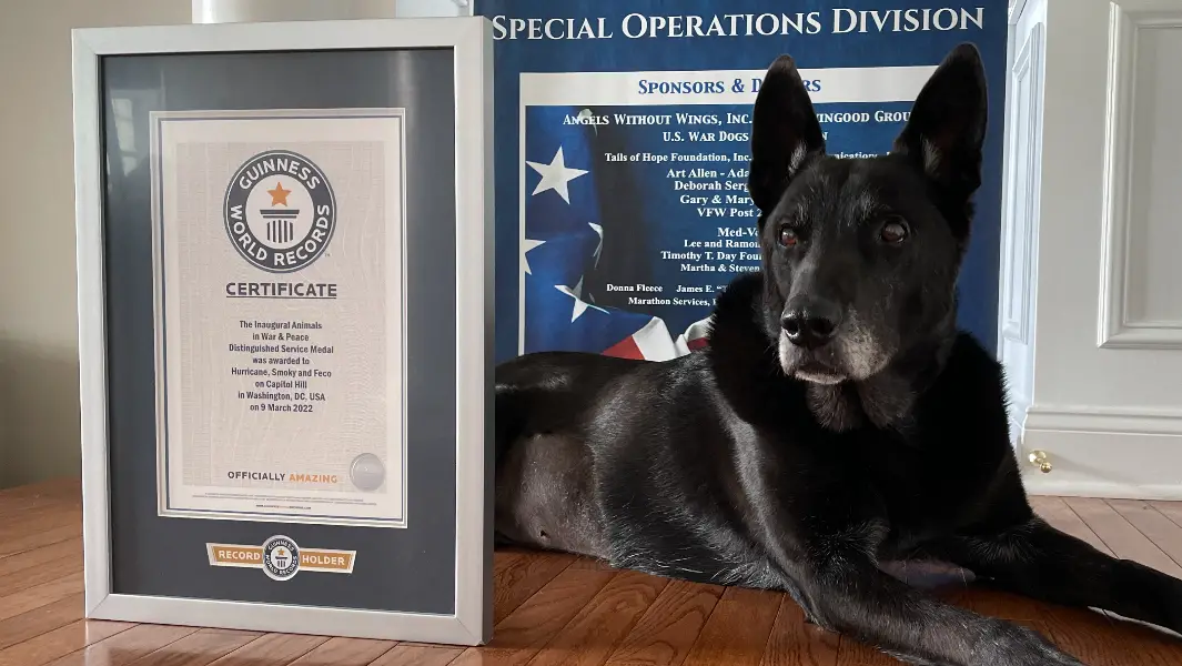 Retired US Secret Service K9 earns record title after defending the White House
