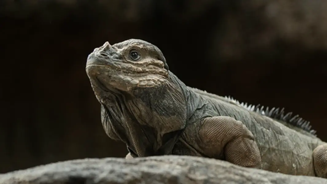  Iguana at Irwins' zoo reaches record-breaking age 
