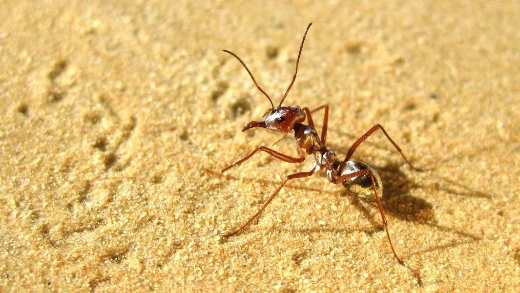 World’s fastest ant gallops into the record books, clocking 20 times Usain Bolt’s top speed