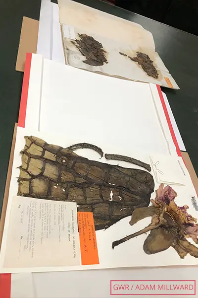 The original sample of V. boliviana (rear) and a recent sample preserved at Kew's Herbarium. The poor condition of the former (collected in the 1840s) shows partly how the species went undetected for so long