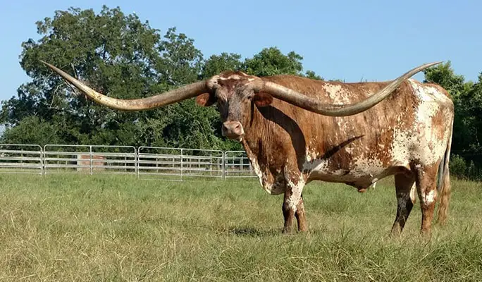 Former record holder Sato, a Texas longhorn from Bay City, Texas, USA, had a horn spread of 320.99 cm (10 ft 6.3 in) as of 30 Sep 2018