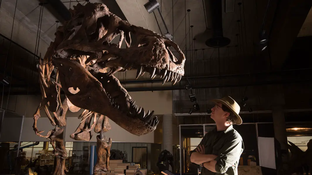 Scotty: the dinosaur skeleton which is a contender for the largest T. rex ever