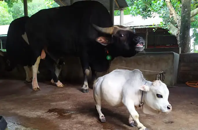 shortest cow ever walking with bull