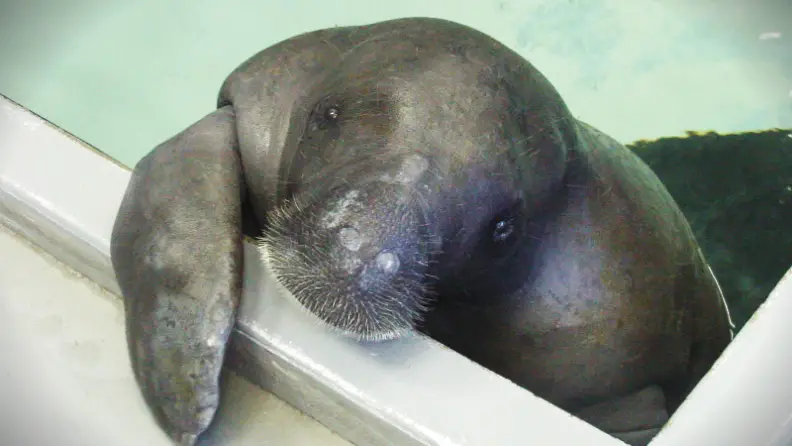 Snooty, the world’s oldest manatee dies aged 69