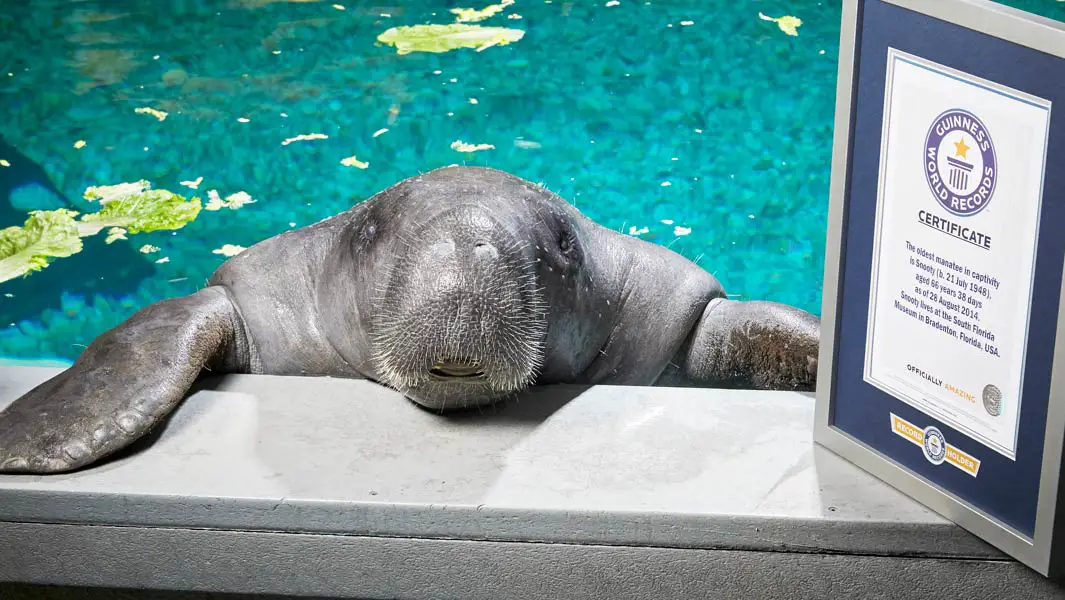 All you need to know about manatees including Snooty, the oldest ever