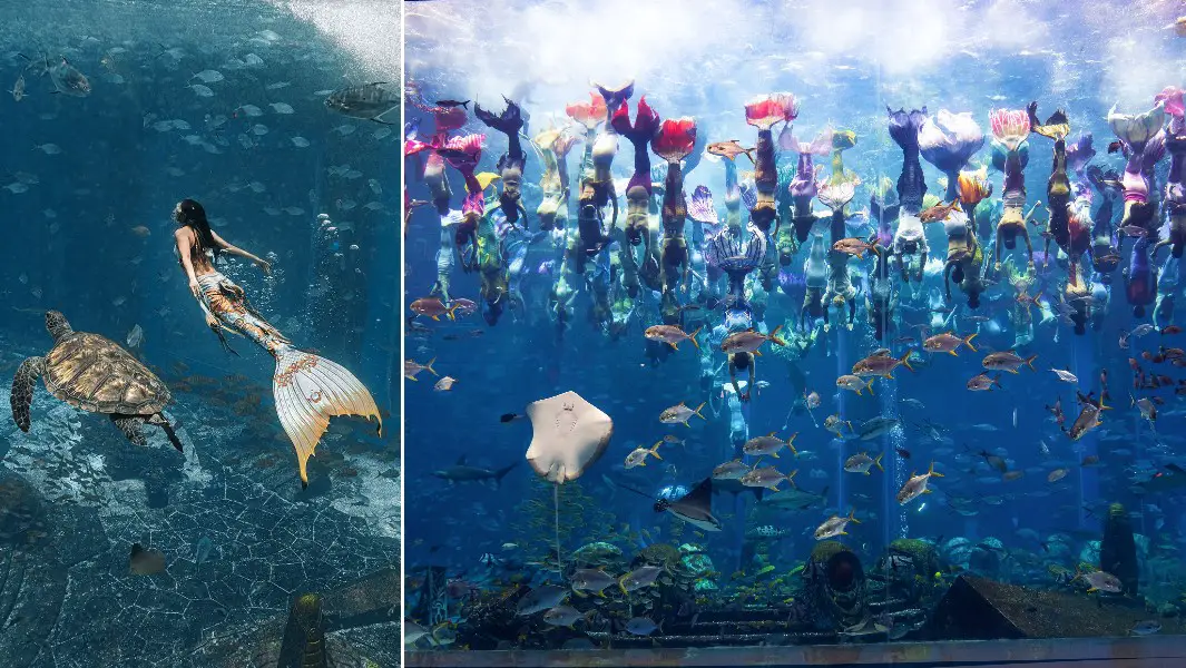 Top 77+ imagen mermaid fish tank background - Thpthoanghoatham.edu.vn