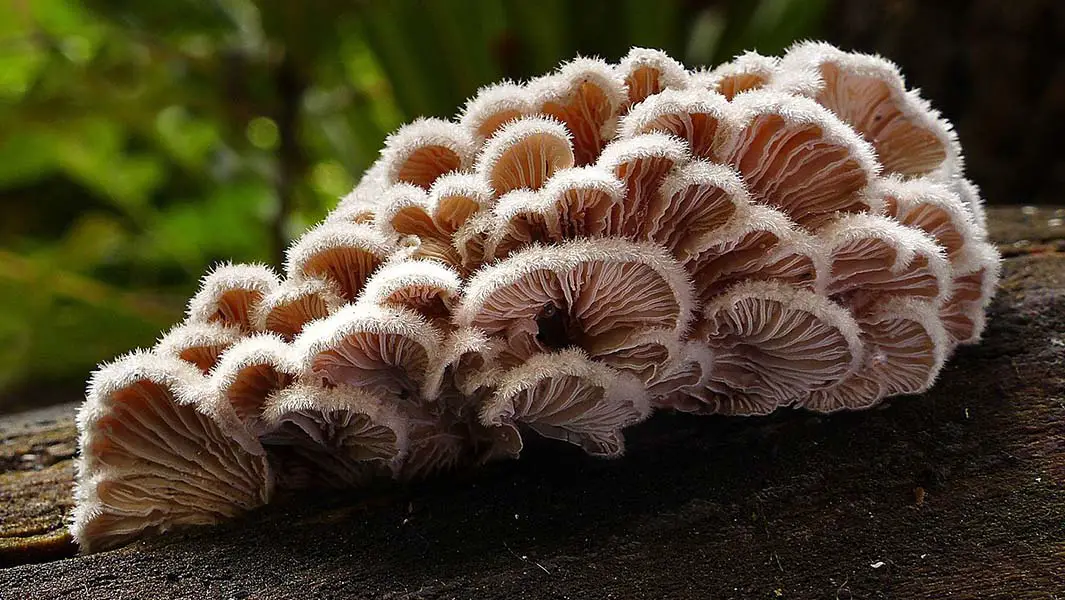 Mushroom with over 23,000 sexes is world’s most sexually compatible organism