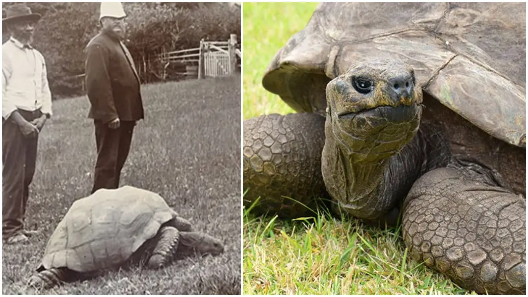 190-year-old Jonathan becomes world's oldest tortoise ever | Guinness World  Records