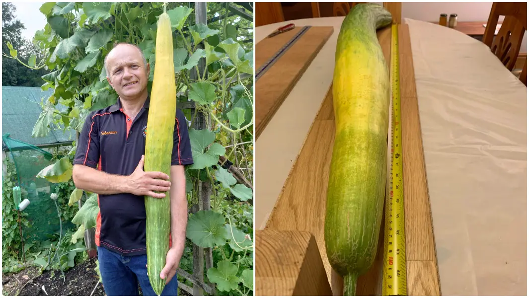 split image of Sebastian Suski holding the longest cucumber in his garden and an extended tape measure next the longest cucumber