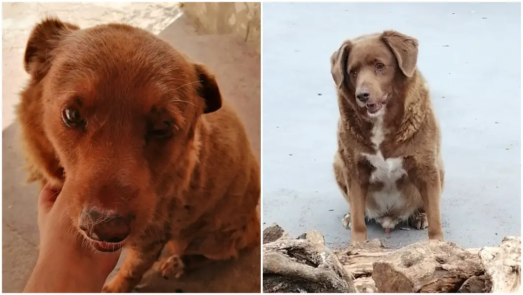 O recorde de cão mais antigo já quebrado por Bobi, de 30 anos, de Portugal