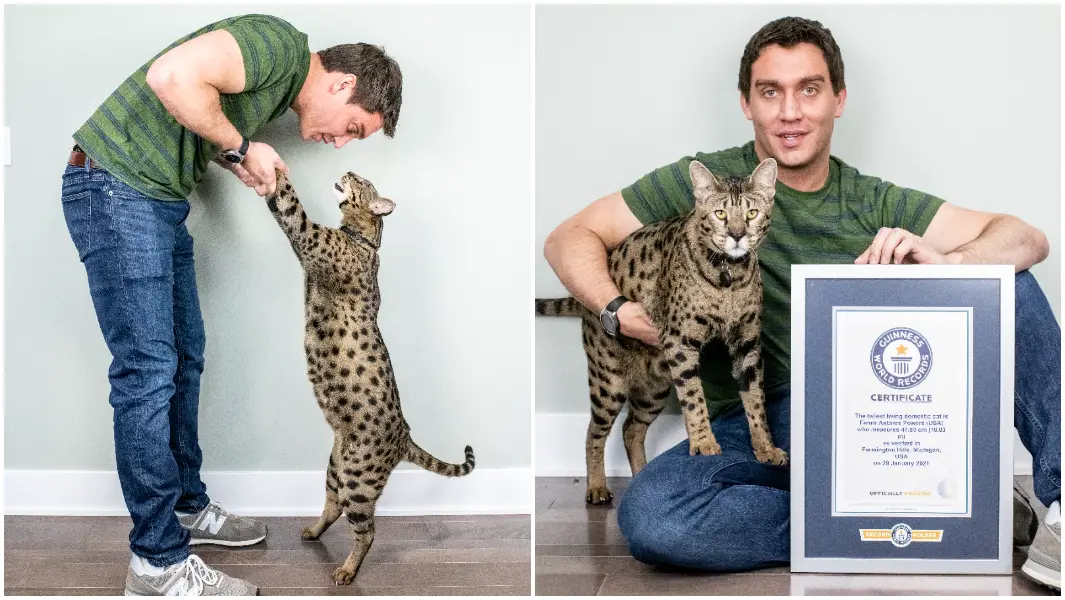 World's tallest living domestic cat confirmed as Fenrir the Savannah | Guinness  World Records