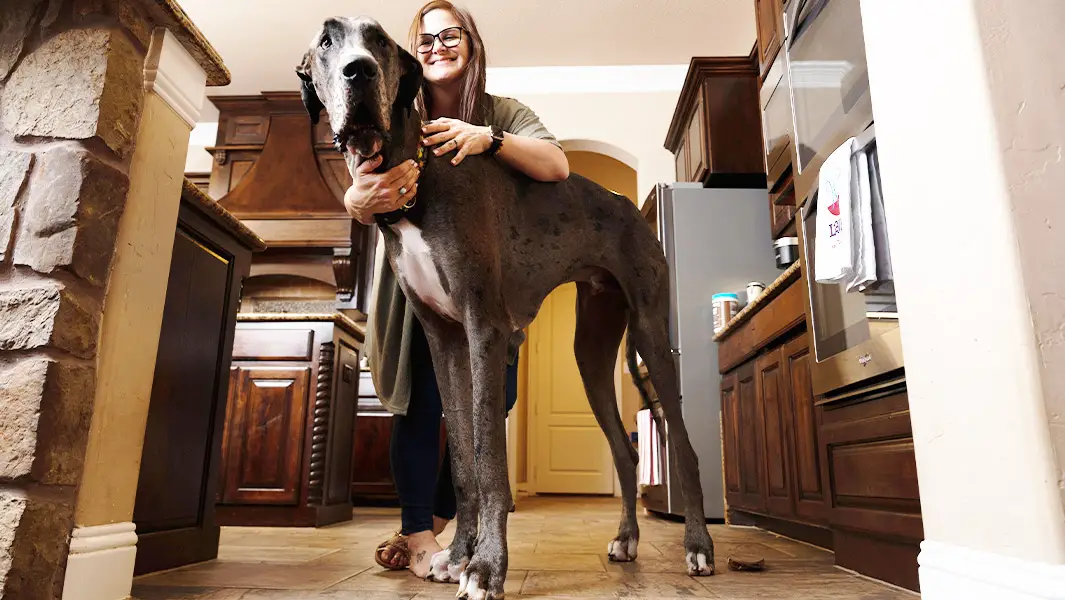 World’s tallest dog confirmed as Zeus the Great Dane