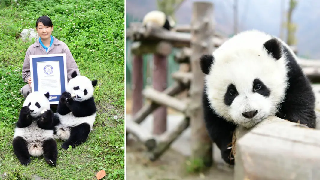 Twin pandas born in China make history in conservation first | Guinness  World Records