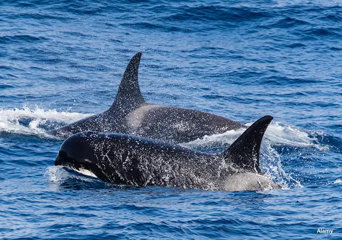If DNA tests bear out what many suspect, Type D killer whales would be the largest new species confirmed in decades