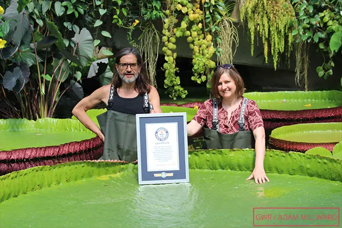 Carlos Magdalena and botanical artist Lucy Smith, who helped to record the distinct differences between the three species of giant waterlily
