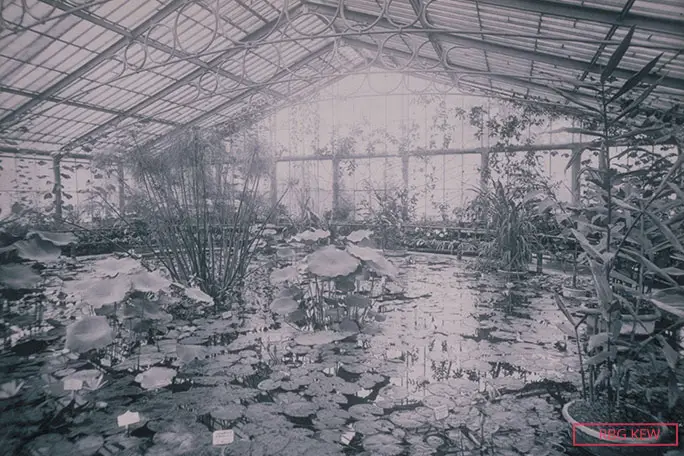 Waterlilies have been a big draw to Kew Gardens since the mid 1800s when a dedicated Waterlily House was built, here pictured circa 1900