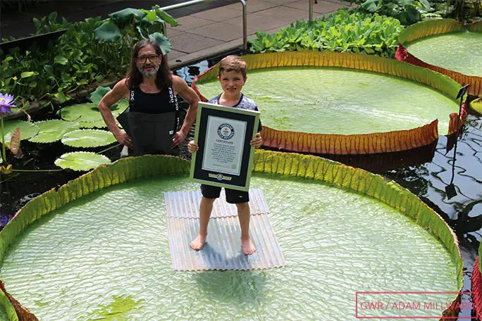 Kew's Carlos Magdalena, a world-leading waterlily expert, with his six-year-old son Mateo demonstrating the size and strength of Victoria boliviana's leaves
