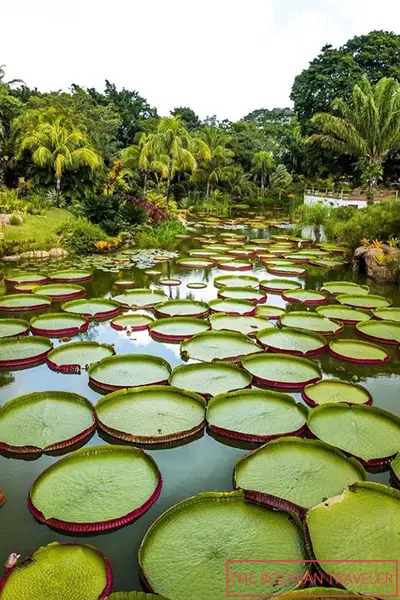 The waterlily pond at La Rinconada always hosts a stunning display of giant waterlilies every year