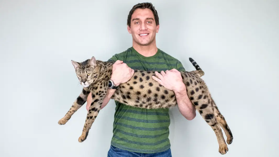 World’s tallest living domestic cat confirmed as Fenrir the Savannah