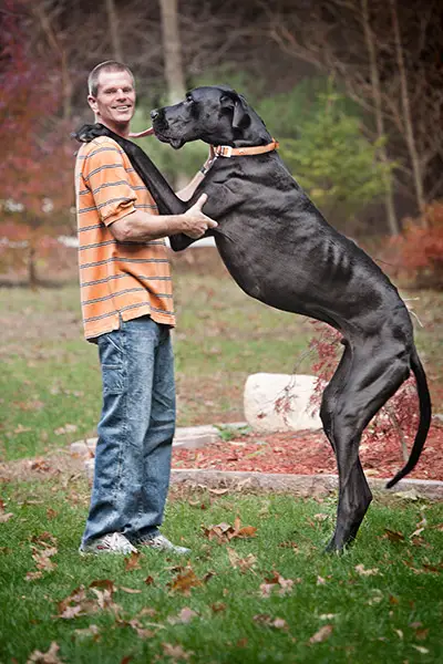 biggest dog breed in the world 2012