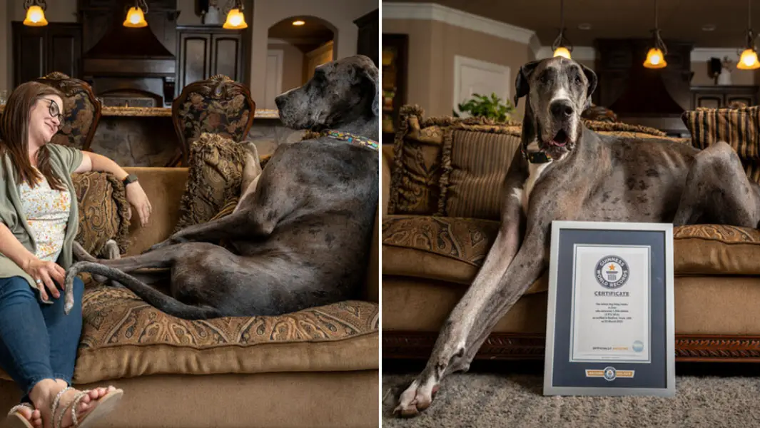 Tallest dog Zeus dies at age three following tragic cancer battle ...
