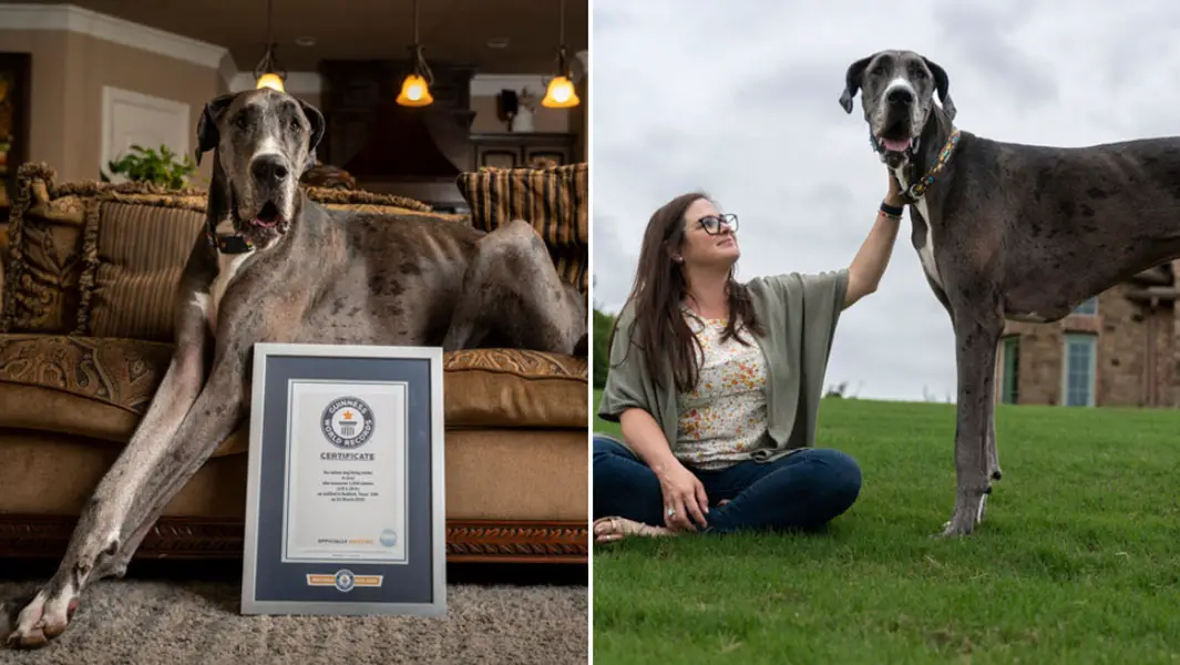 Tallest dog Zeus needs leg amputated after devastating cancer diagnosis ...