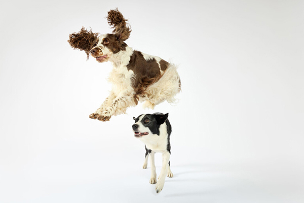 Bonnie and Simba with white background